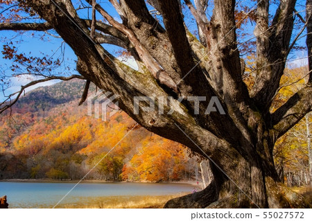 Oku Nikko Nishinoko Autumn leaves Oku Nikko Nishinoko Autumn leaves 55027572