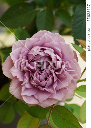 Close-up of a caucasian purple rose Close-up of a caucasian purple rose 55028227