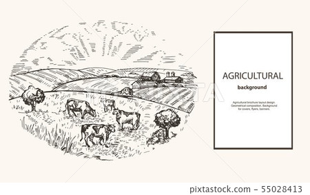 Cows graze on pasture. Agricultural illustration in the style of a sketch. Horizontal agricultural Cows graze on pasture. Agricultural illustration in the style of a sketch. Horizontal agricultural 55028413