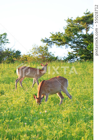 Hokkaido's wild deer 55028712