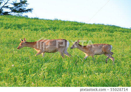 Hokkaido's wild deer 55028714