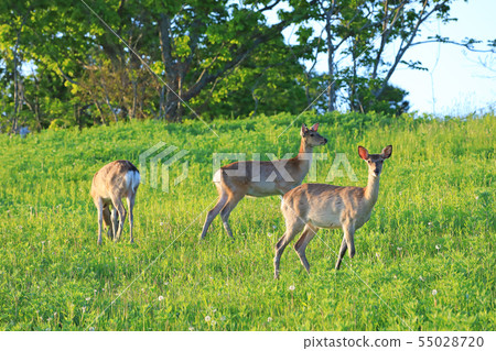 Hokkaido's wild deer 55028720