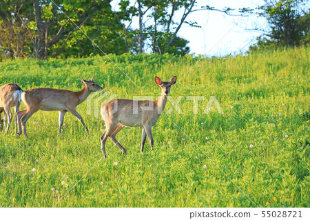 Hokkaido's wild deer 55028721