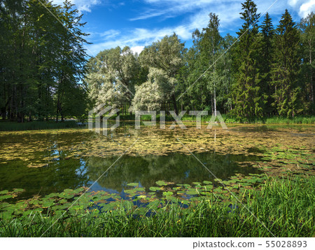Old pond with water lilies. Natural landscape Old pond with water lilies. Natural landscape 55028893