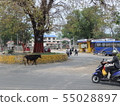 Nepal, Pokhara, wild beef 55028897