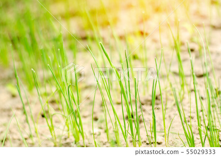 young green leek or onions growing in the field  55029333