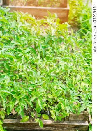 young green seedlings of tomatoes 55029334