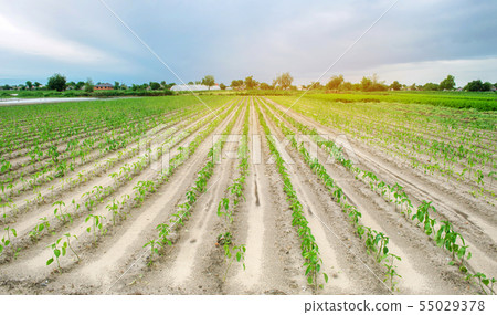 Vegetable rows of young pepper grow in a field  Vegetable rows of young pepper grow in a field  55029378