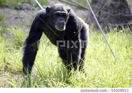 Chimpanzee Chimpanzee 55029911