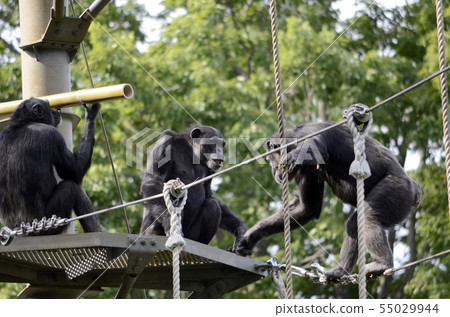 Chimpanzee Chimpanzee 55029944