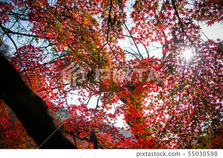 秋葉（紅色） 55030598