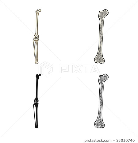 Isolated object of medicine and clinic sign. Set of medicine and medical stock vector illustration. 55030740