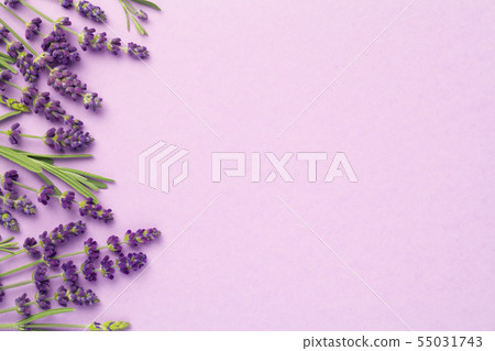 Lavender Flowers On Pink Background Lavender Flowers On Pink Background 55031743