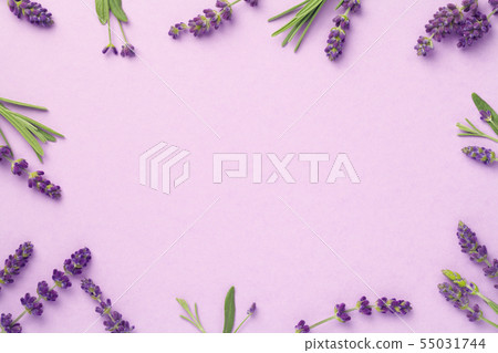 Lavender Flowers On Pink Background Lavender Flowers On Pink Background 55031744