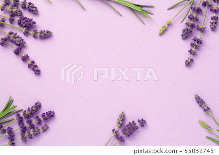 Lavender Flowers On Pink Background Lavender Flowers On Pink Background 55031745
