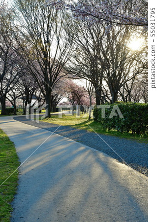 Kaminogatagata Park in Spring 55031795