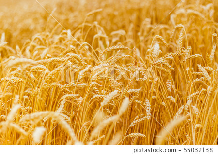 background of ripening ears of yellow wheat field. Close up nature photo Idea of a rich harvest background of ripening ears of yellow wheat field. Close up nature photo Idea of a rich harvest 55032138