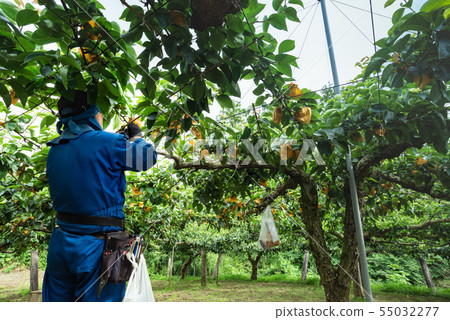 Miyagi Toshifu pear bag work 55032277