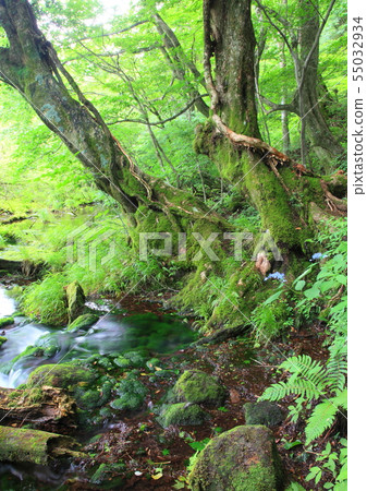 Kusansui春天 55032934