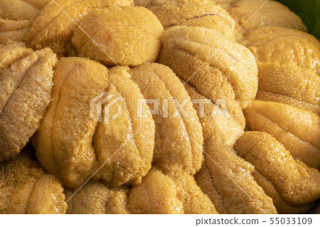 Delicious sea urchin of Hokkaido 55033109