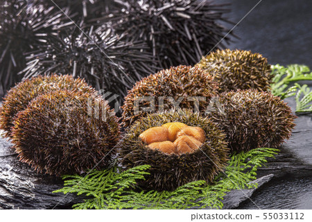 北海道的可口海膽 北海道的可口海膽 55033112