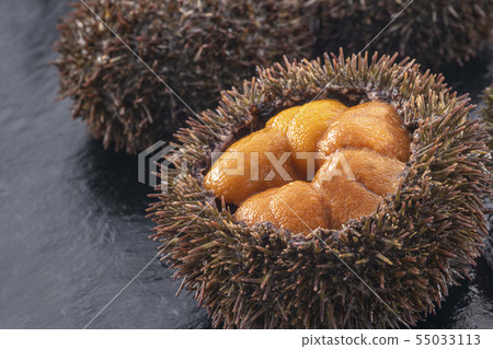 Delicious sea urchin of Hokkaido 55033113