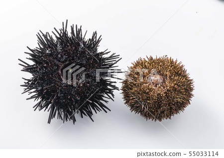 Delicious sea urchin of Hokkaido 55033114