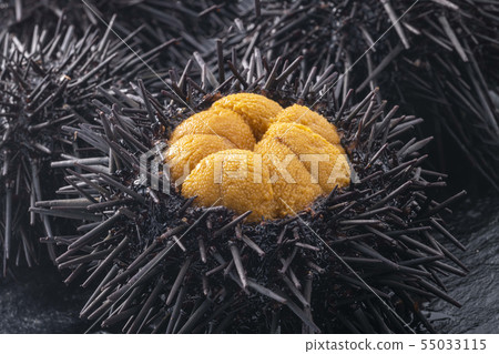 Delicious sea urchin of Hokkaido 55033115