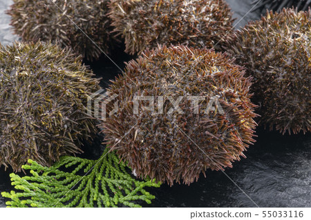Delicious sea urchin of Hokkaido 55033116