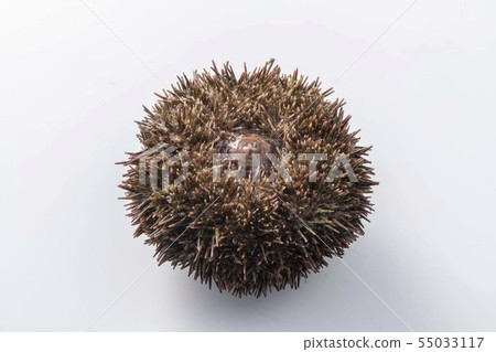 北海道的可口海膽 北海道的可口海膽 55033117