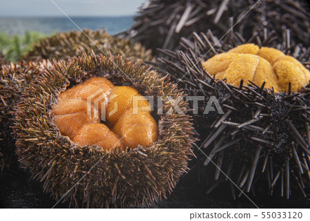 Delicious sea urchin of Hokkaido 55033120