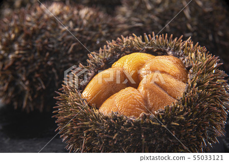 Delicious sea urchin of Hokkaido 55033121