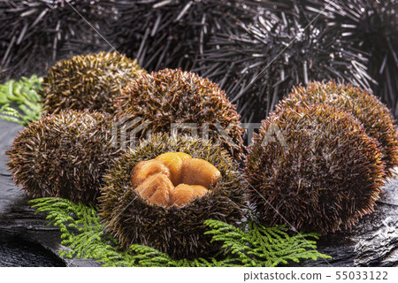Delicious sea urchin of Hokkaido 55033122