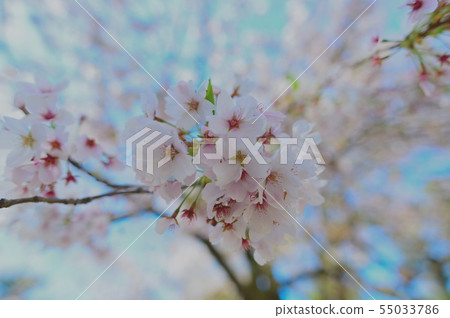 Sakura Sakura 55033786