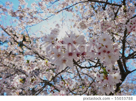 Sky and sun and sakura Sky and sun and sakura 55033788