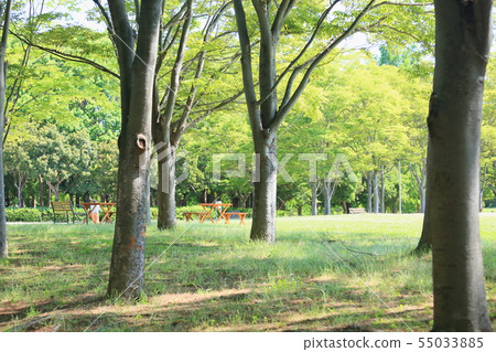 summer park 55033885