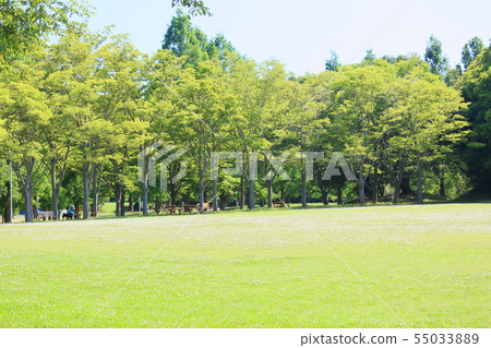 夏季公園 55033889