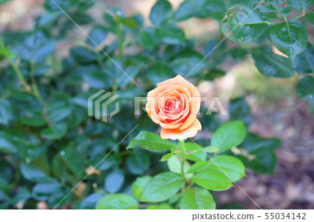 Summer roses ashram 55034142