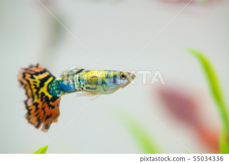 Little fish in fish tank or aquarium, gold fish, Little fish in fish tank or aquarium, gold fish, 55034336