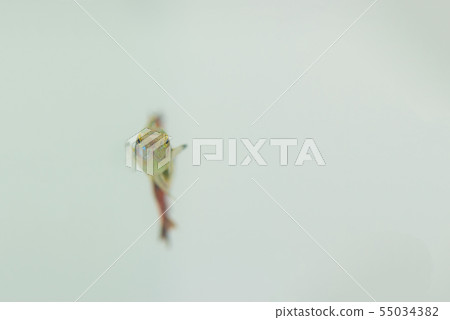 Little fish in fish tank or aquarium, gold fish, Little fish in fish tank or aquarium, gold fish, 55034382