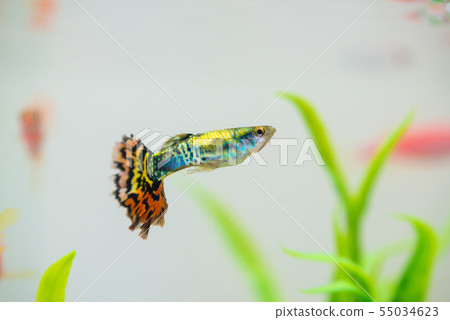 Little fish in fish tank or aquarium, gold fish, Little fish in fish tank or aquarium, gold fish, 55034623