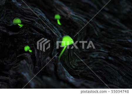 Forest Fairy 1690 Forest Fairy 1690 55034748