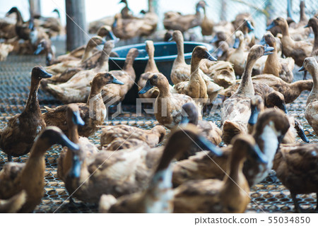 Ducks in farm, traditional farming in Thailand Ducks in farm, traditional farming in Thailand 55034850