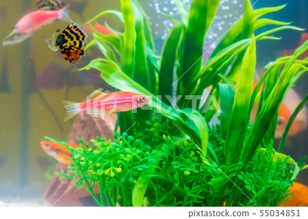Little fish in fish tank or aquarium, gold fish, Little fish in fish tank or aquarium, gold fish, 55034851
