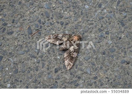 Sazanami sparrow Sazanami sparrow 55034889