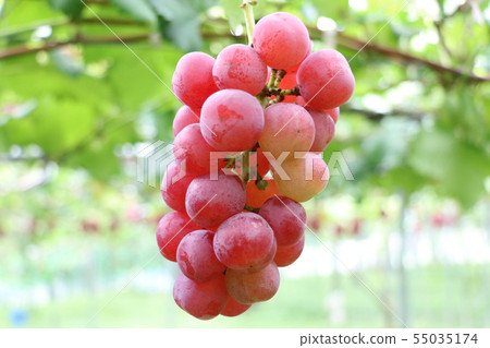 葡萄園裡的葡萄Kotopy 55035174