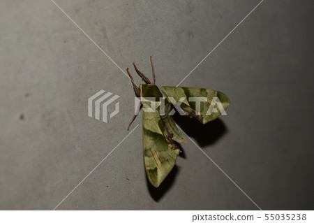 由翻譯提供支持 55035238