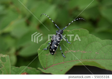 Gomadarakamikiri 55035316
