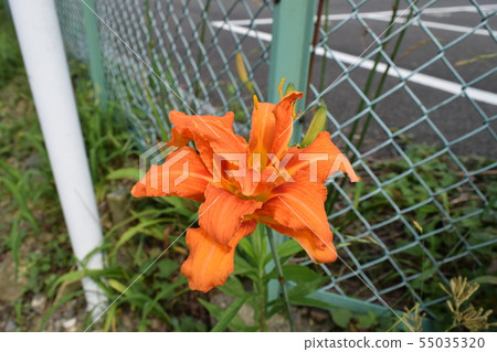 Yabukanzou Yabukanzou 55035320