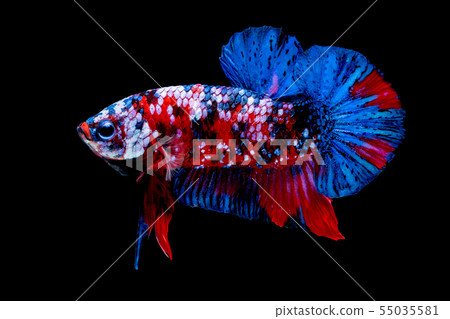 Betta fish red hellboy in the aquarium black blac Betta fish red hellboy in the aquarium black blac 55035581